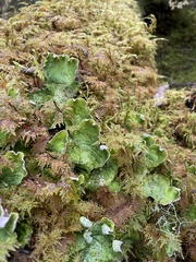 Peltigera britannica