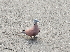 Streptopelia tranquebarica
