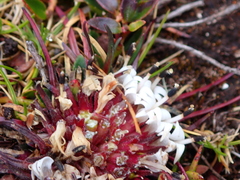 Lysipomia multiflora