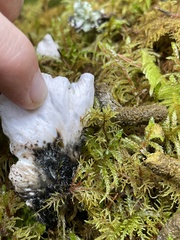 Peltigera britannica