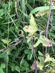 Sisymbrium officinale