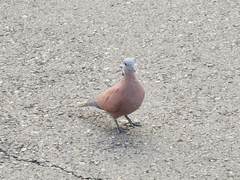 Streptopelia tranquebarica