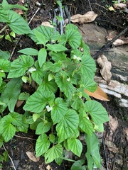 Begonia hirtella