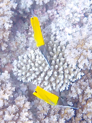 Forcipiger flavissimus