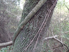 Acanthosyris spinescens