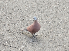 Streptopelia tranquebarica