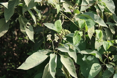 Solanum erianthum