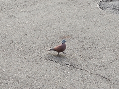 Streptopelia tranquebarica