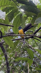 Trogon rufus