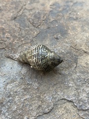 Acanthinucella