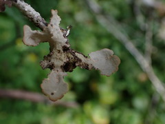 Lobarina scrobiculata