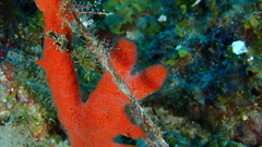 Clathria calla