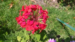 Pelargonium × hybridum