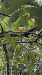 Trogon rufus