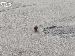 Streptopelia tranquebarica