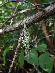 Ramalina farinacea