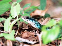 Drymobius margaritiferus margaritiferus