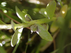 Lysimachia maritima