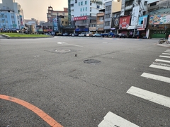 Streptopelia tranquebarica