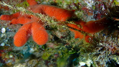 Clathria calla