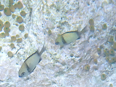 Dascyllus reticulatus