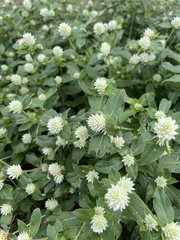 Gomphrena serrata