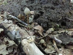 Mycena crocata