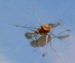 Trepobates pictus