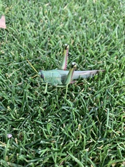 Schistocerca shoshone