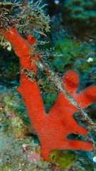 Clathria calla