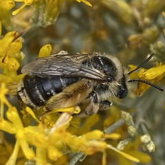 Callimelissodes