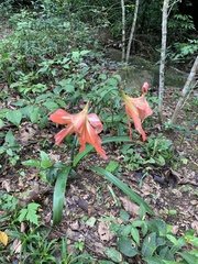 Hippeastrum
