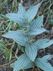 Lithospermum occidentale