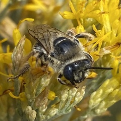 Callimelissodes