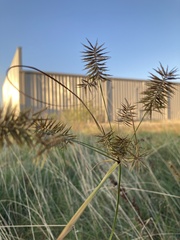 Cyperus strigosus