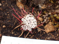 Lysipomia multiflora