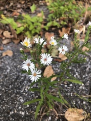 Symphyotrichum pilosum
