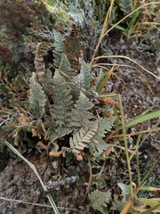 Myriopteris lindheimeri