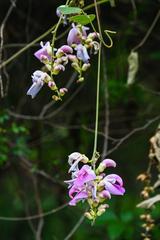 Canavalia septentrionalis