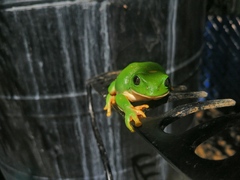 Agalychnis dacnicolor