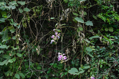 Canavalia septentrionalis