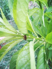 Pseudomops interceptus