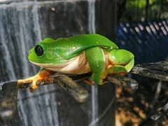 Agalychnis dacnicolor