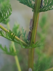 Cicadellinae