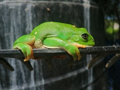 Agalychnis dacnicolor