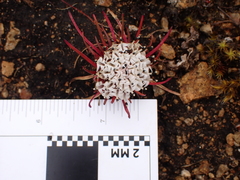 Lysipomia multiflora