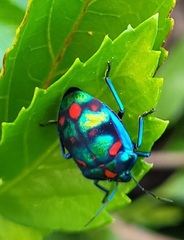 Tectocoris