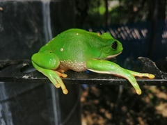 Agalychnis dacnicolor