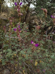 Dalea bicolor