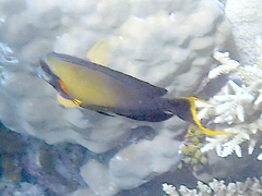 Acanthurus pyroferus